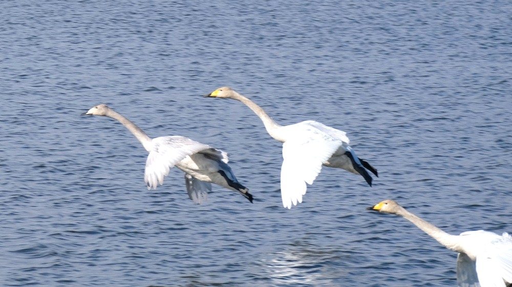 大池に飛来してきたオオハクチョウ＝2026年1月24日、桜川市大国玉、とりぷれライター小波来さん撮影