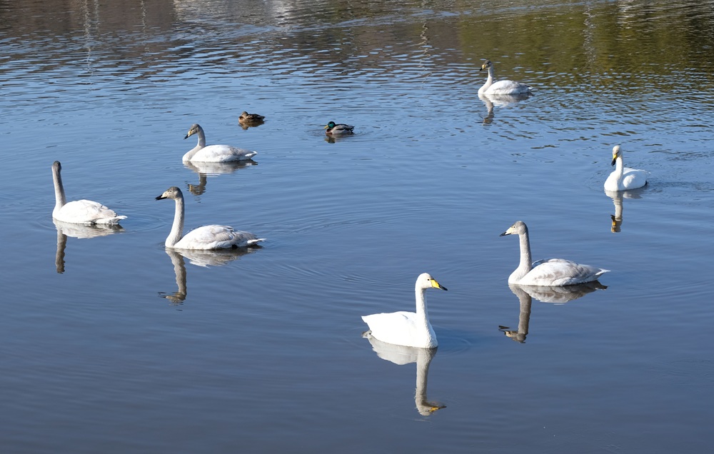 桝箕ケ池で泳ぐオオハクチョウ＝桜川市友部、2026年1月28日、とりぷれライター小波来さん撮影