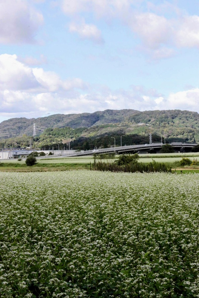 犬田の蕎麦畑（清田さん提供）