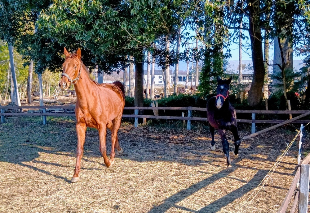 店舗の隣では馬にも触れ合えます