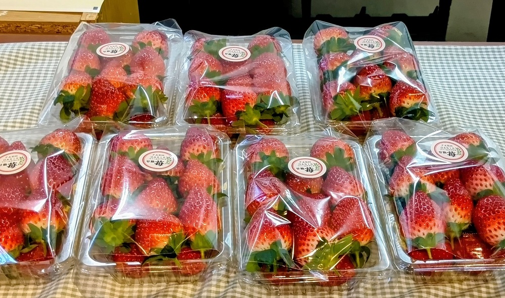 甘い香りを放つ、完熟の朝摘みイチゴ