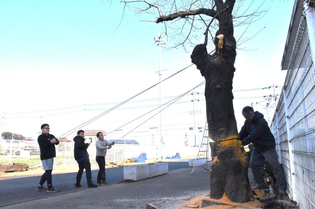 桜並木の最後の一本を切る菊池隆史校長（左）＝2025年12月13日、古河市鴻巣