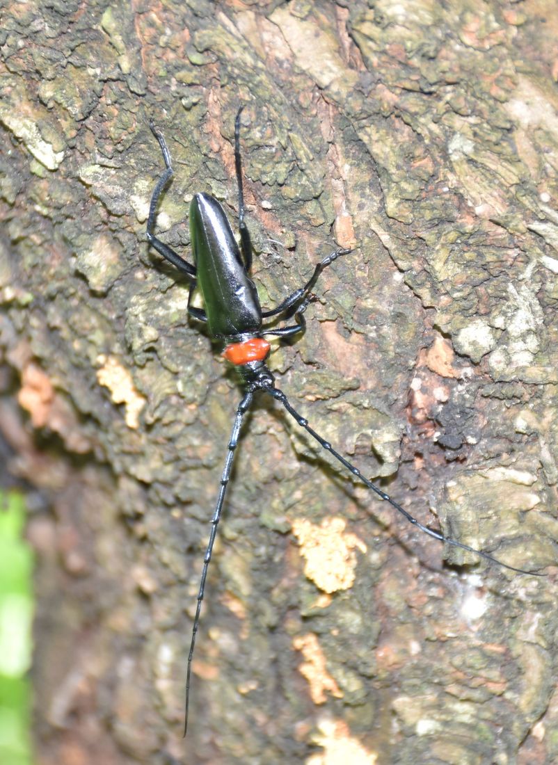 クビアカツヤカミキリ＝2025年7月10日、古河市鴻巣の古河公方公園