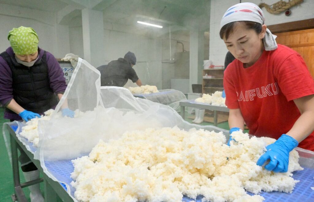 来福酒造の新酒仕込みで、蒸した米を適温に冷ます従業員ら＝2026年1月14日、筑西市村田