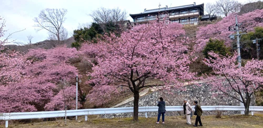 雨引観音で見頃を迎えた河津桜=2026年2月27日、とりぷれライター小波来さん撮影。桜川市元木