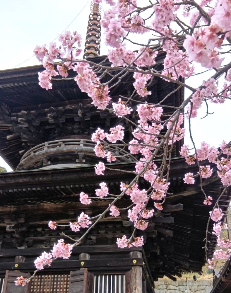 雨引観音で見頃を迎えた河津桜=2026年2月27日、とりぷれライター小波来さん撮影。桜川市元木