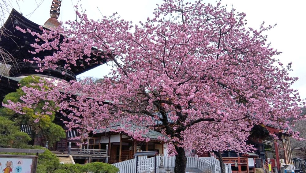 雨引観音で見頃を迎えた河津桜＝2026年2月27日、とりぷれライター小波来さん撮影。桜川市元木
