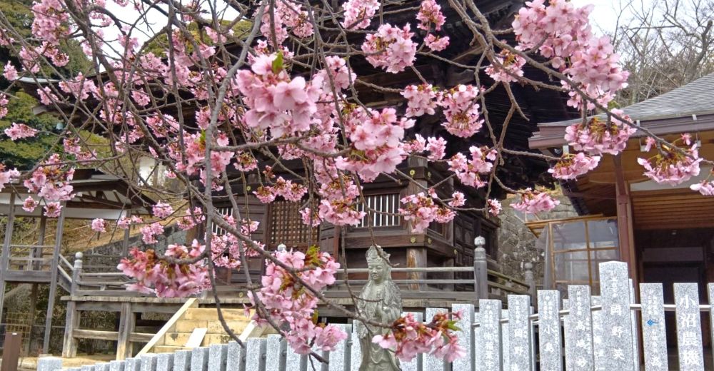 雨引観音で見頃を迎えた河津桜=2026年2月27日、とりぷれライター小波来さん撮影。桜川市元木