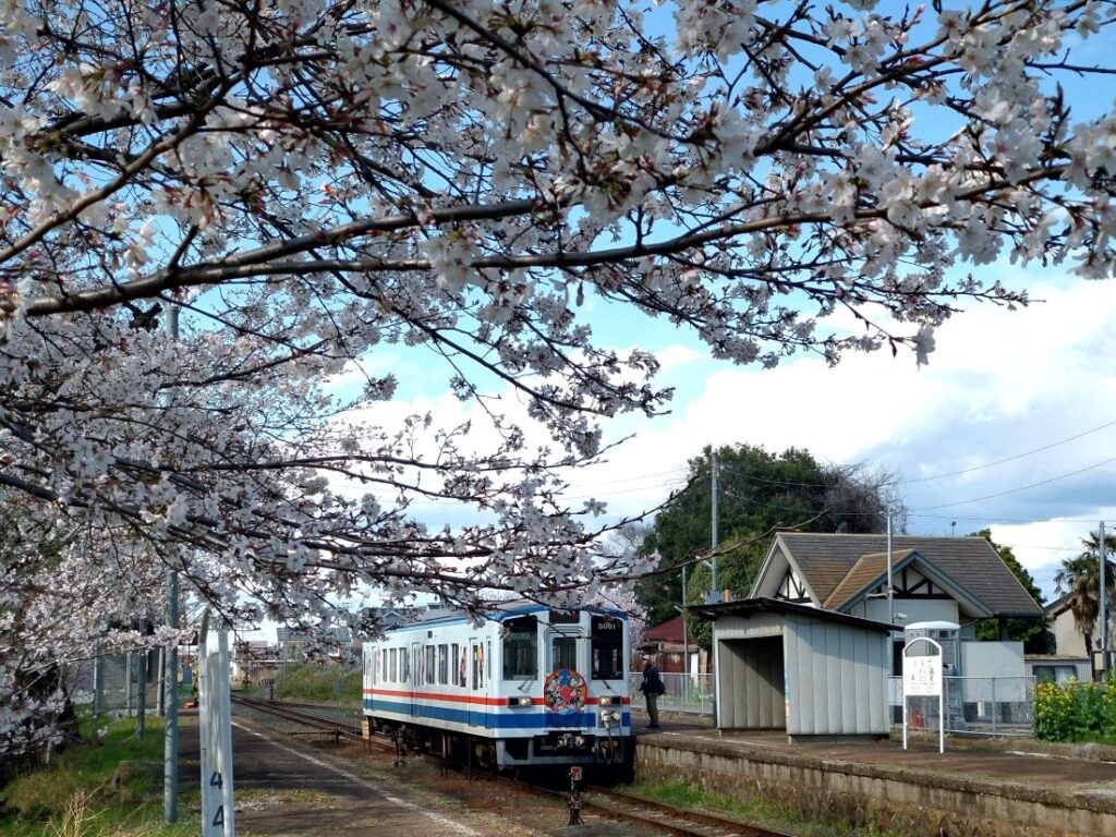 黒子駅の桜＝筑西市黒子、2025年4月撮影