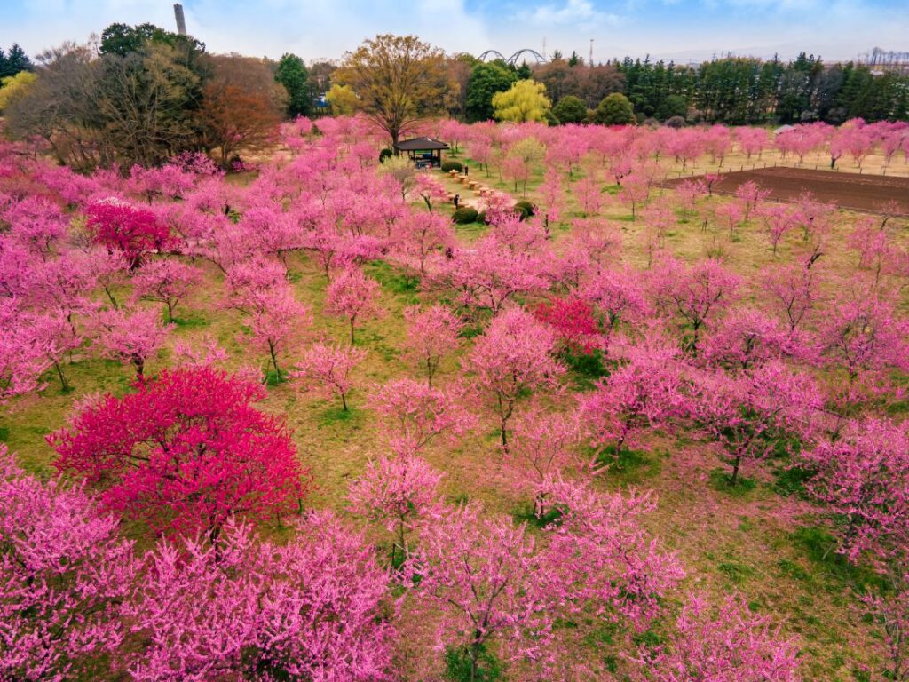 鮮やかなピンク色に染まる古河公方公園＝古河市鴻巣（古河市観光協会提供、資料写真）