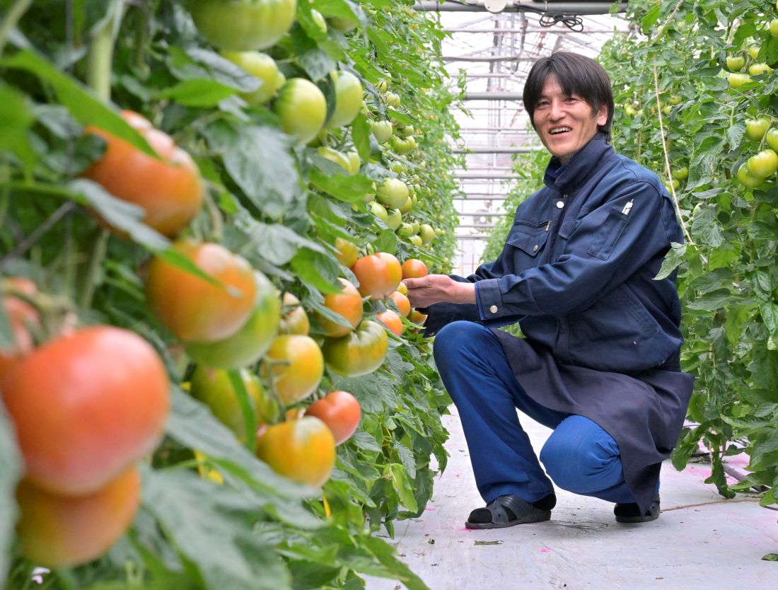 濃厚な甘みと酸味の「スーパーフルーツトマト」を栽培する新桜川グリーンファーム所長の川崎健二郎さん＝桜川市下泉