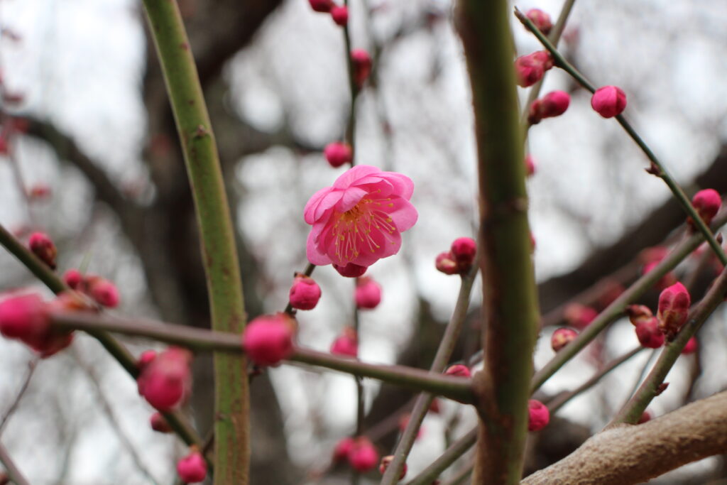 取材時（2月中旬）には梅の花が咲き始めていました。毎年ひなまつりコンサートの頃に満開になるそうです。今年はどうでしょう