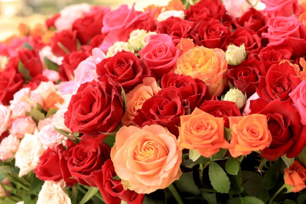 古河市のバラ（市観光物産課提供）