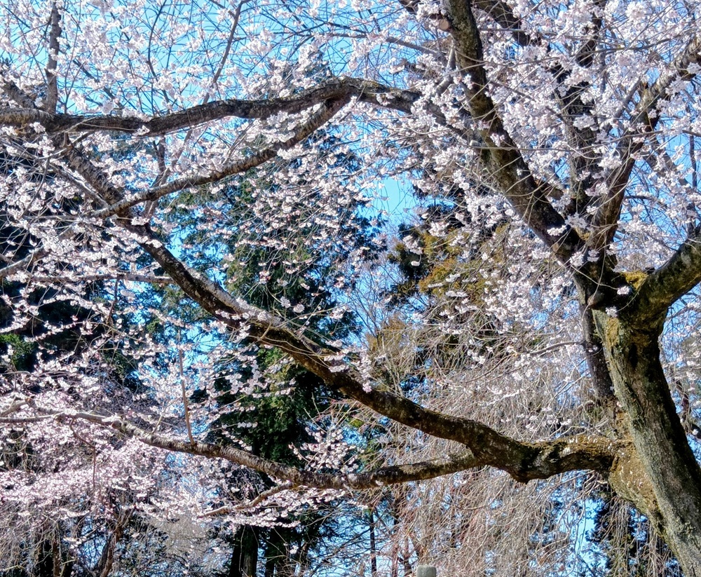 境内に咲く桜