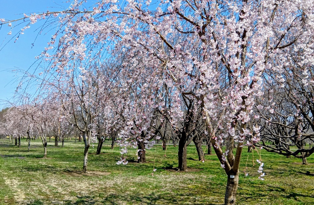 見頃を迎えた枝垂桜