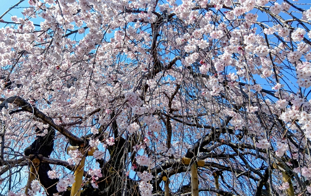 枝ぶりが見事なシダレザクラ