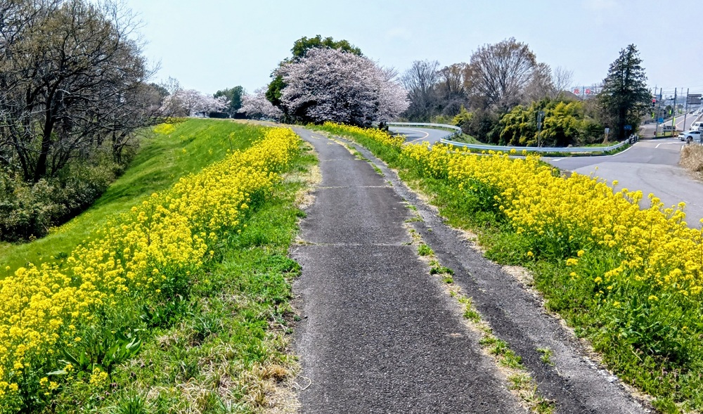 桜の次は菜の花の道となります