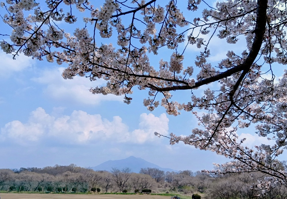 ややかすみがかかっていましたが、桜と筑波山を楽しめます