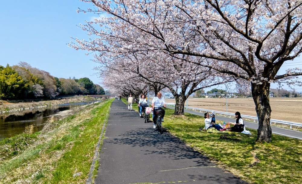 桜堤で花見を楽しむ人たち