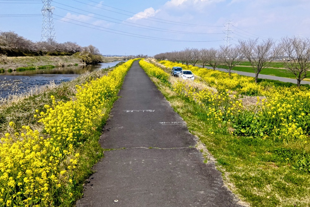 菜の花の咲くサイクリングロード