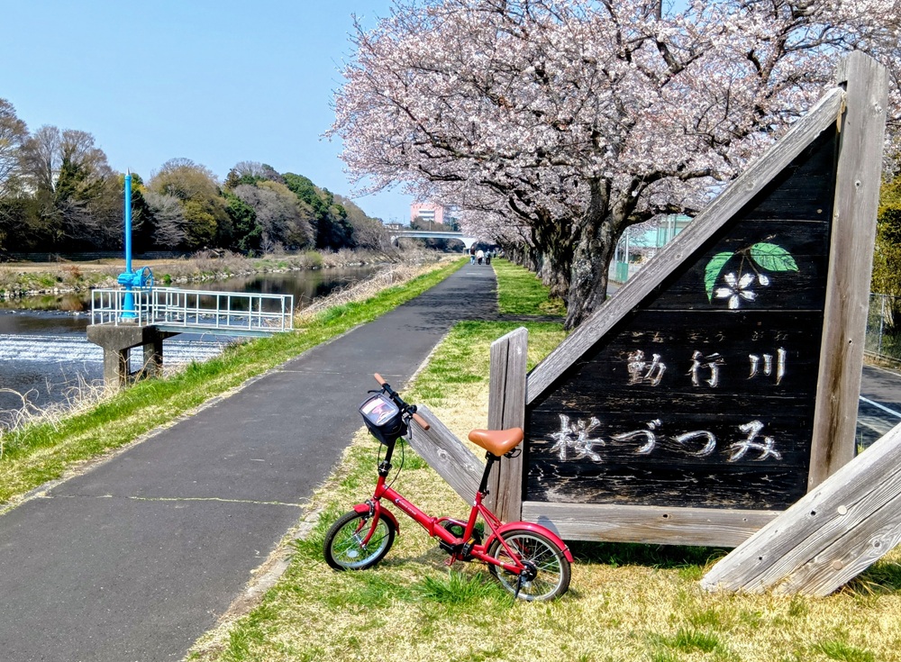 勤行川の桜堤