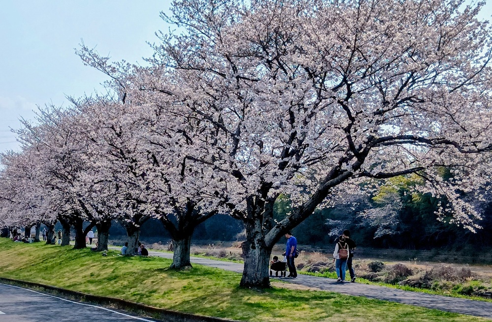勤行川堤防をお花見サイクリング