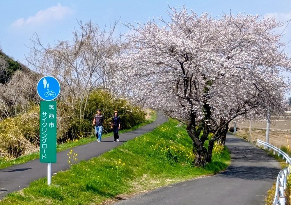 桜が堤防の下になりました