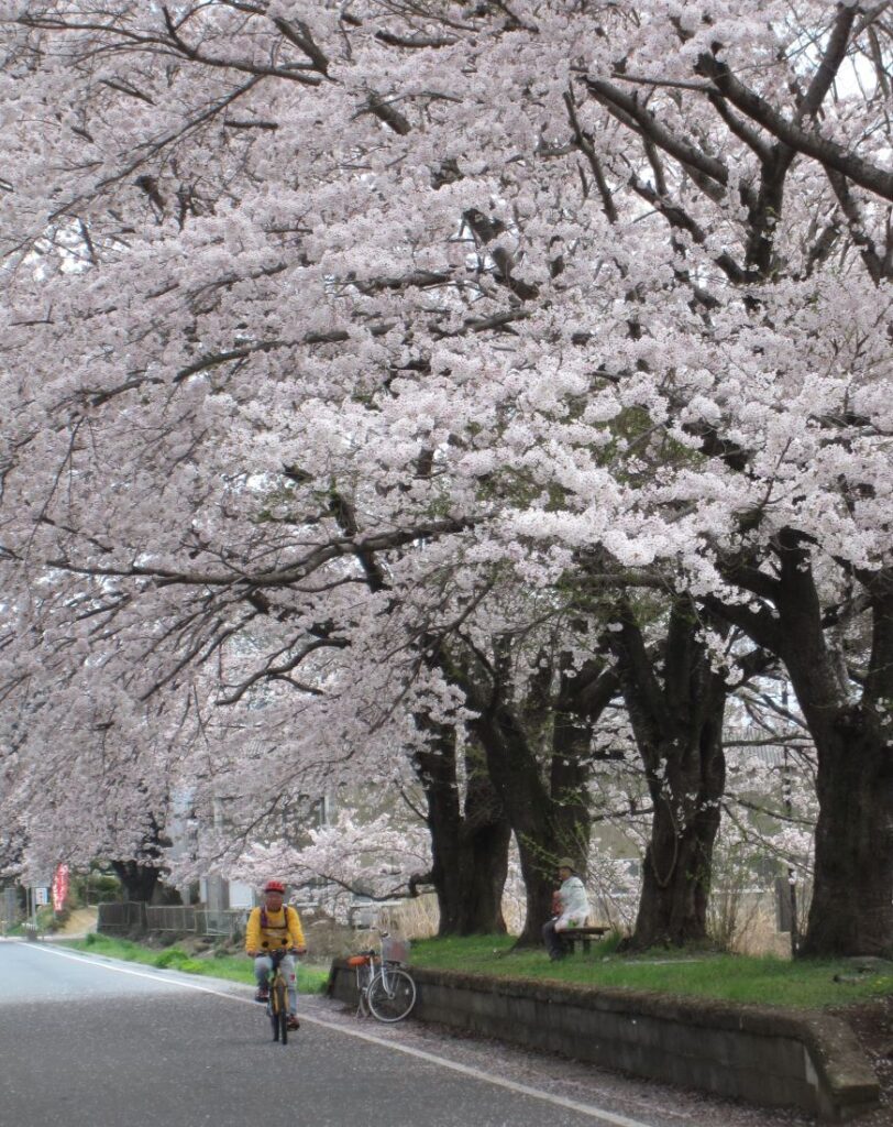 つくば霞ケ浦りんりんロードの桜（桜川市内、資料写真）