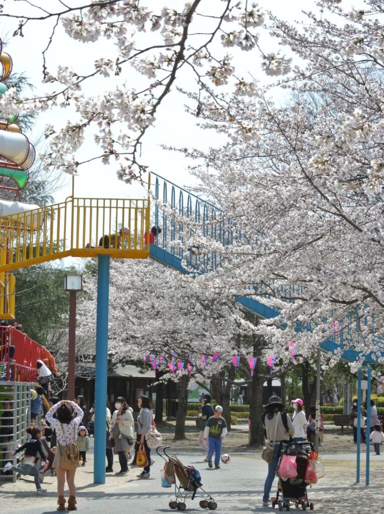 桜が開花したサンワ設計ネーブルパーク（資料写真）