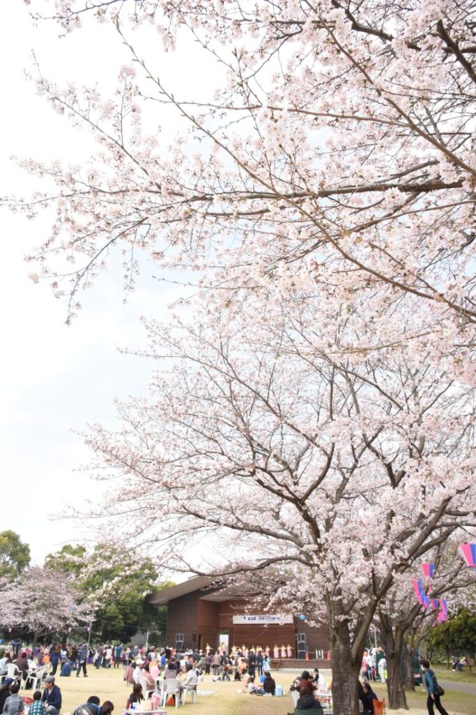 桜が開花したサンワ設計ネーブルパーク（資料写真）