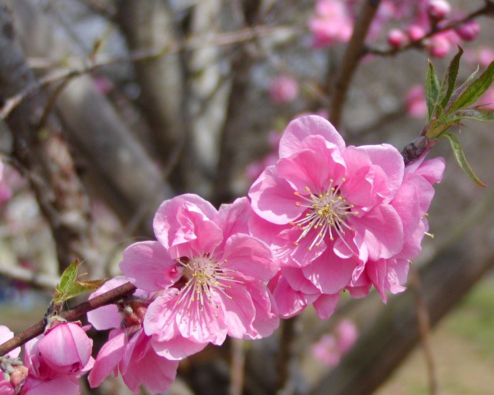 古河公方公園に最も多く植えられている「矢口」