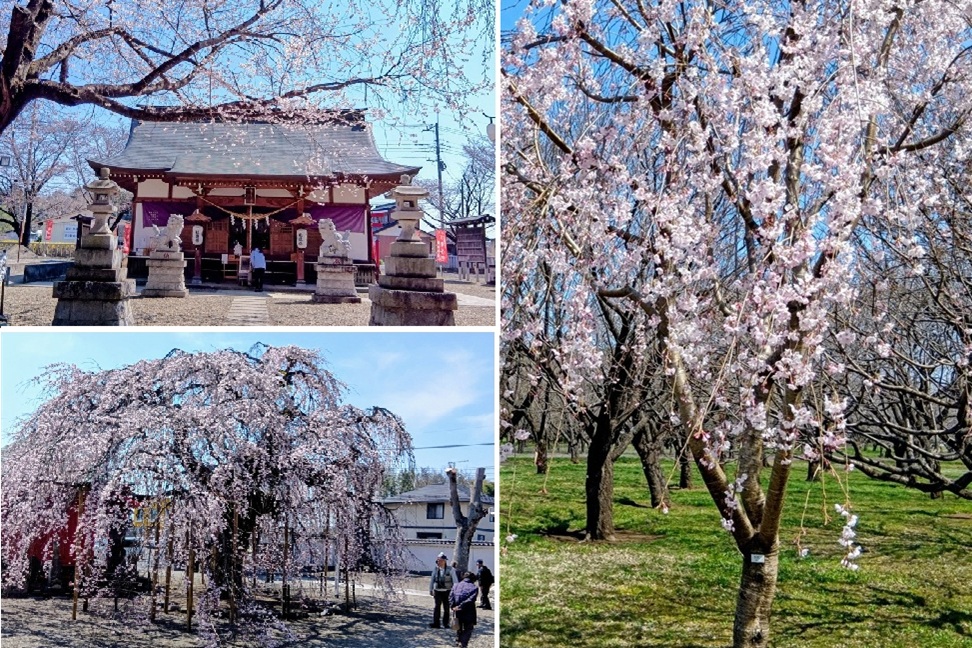結城諏訪神社、延命寺、結城農場・桜見本園の桜開花状況（2026年3月24日現在）