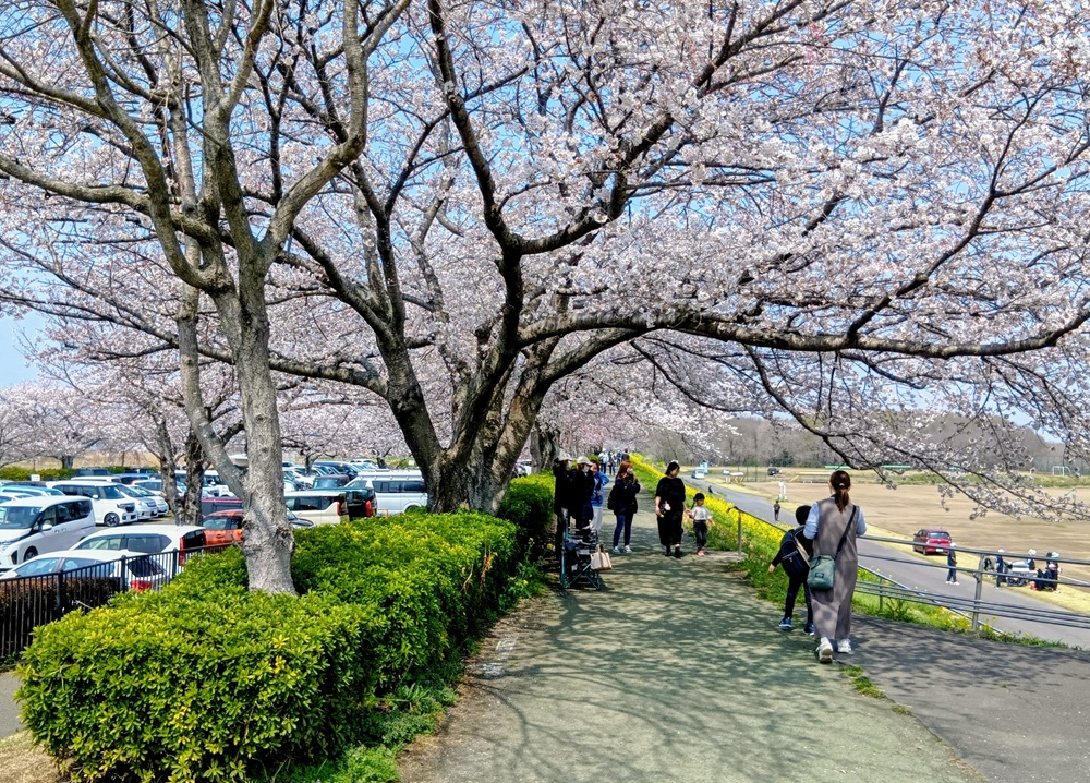 小貝川の堤防を花見しながら歩きました