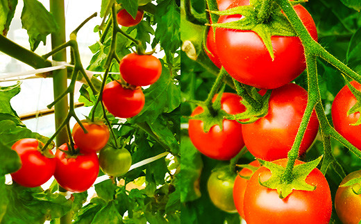 「絶品エクセレントトマト」(ごかみらいLab提供)