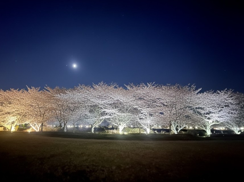 ライトアップされた桜