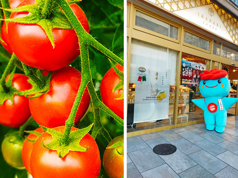 「絶品エクセレントトマト」と「ごかりん」（ごかみらいLab提供）