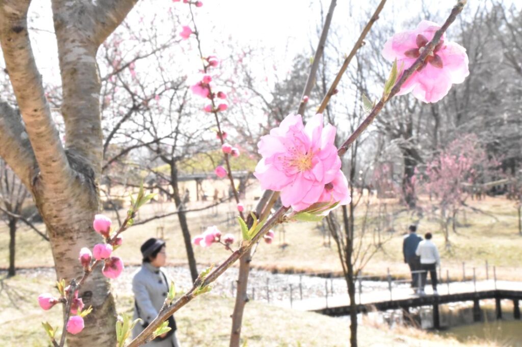 三分咲きのハナモモ＝2026年3月14日、古河市鴻巣