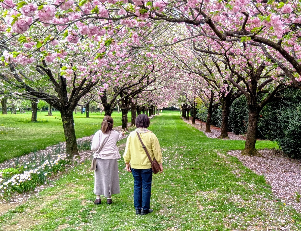 十色桜の並木　4月15日撮影