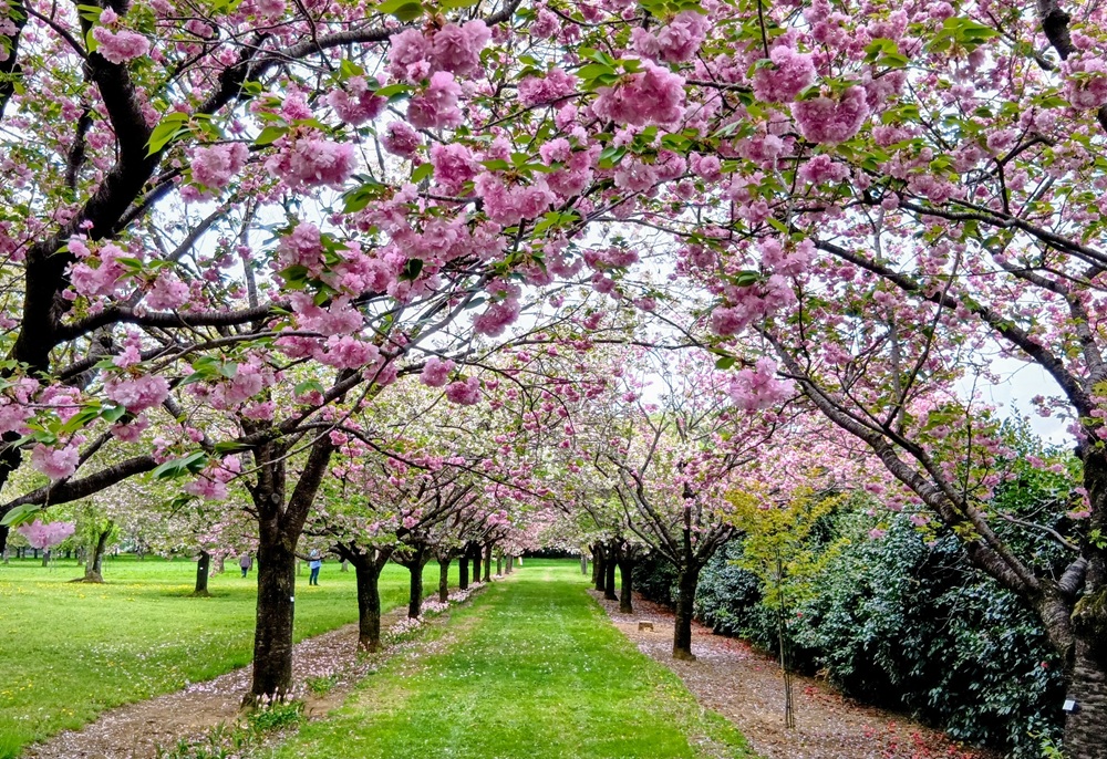 十色桜の並木　4月15日撮影