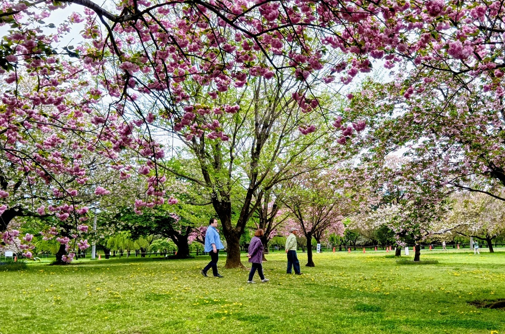 八重桜が咲き誇る日本花の会結城農場・桜見本園　4月15日撮影