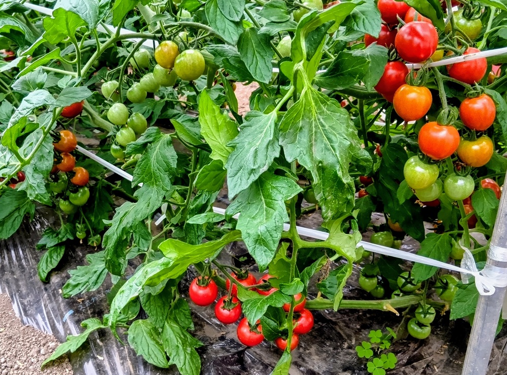 ハウスの中で大切に育てられているミニトマト