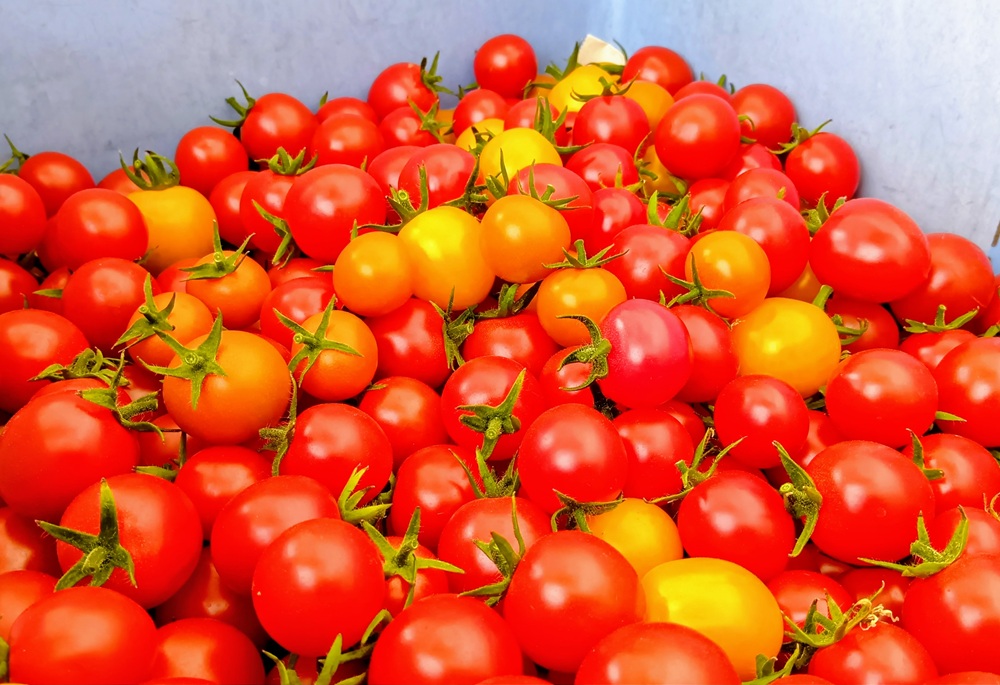 収穫されたミニトマト