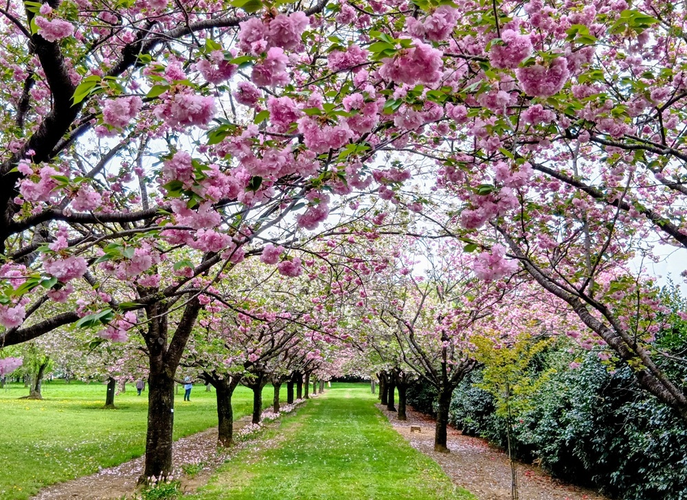 八重桜が咲き誇る日本花の会結城農場・桜見本園　4月15日撮影