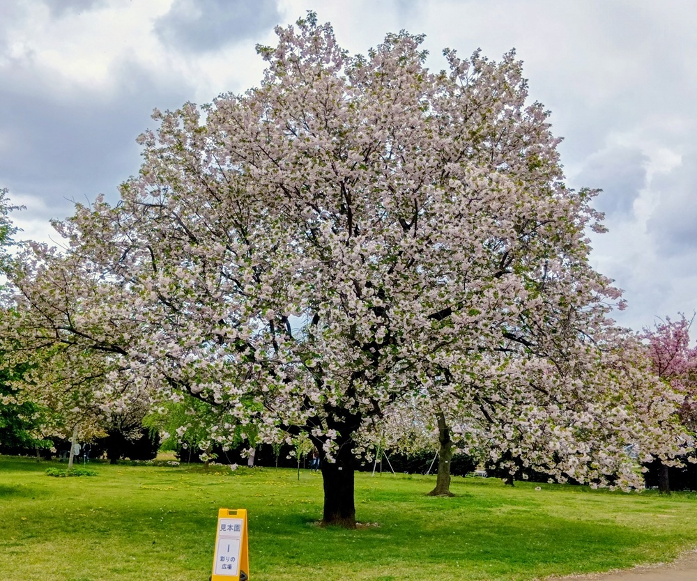 満開の一葉　4月15日撮影