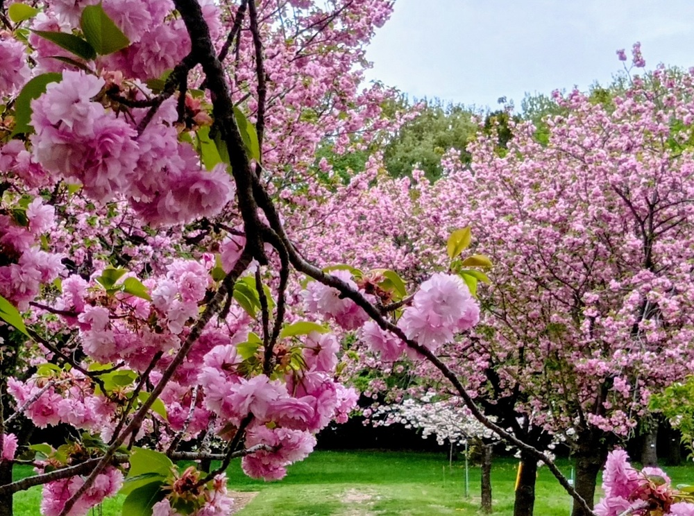 満開の八重桜　4月15日撮影
