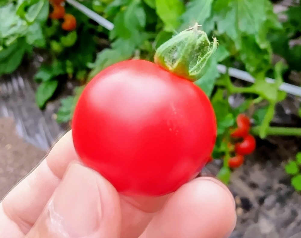 もぎ立てのミニトマト