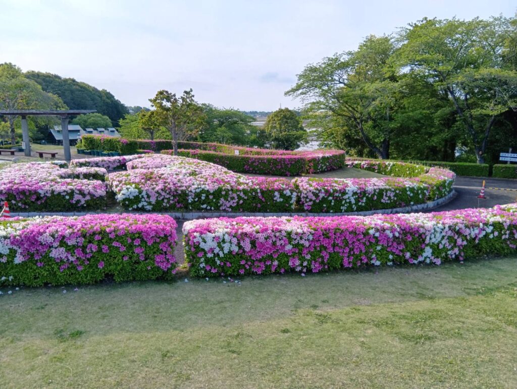 新緑の緑と青空がツツジの鮮やかさを一層引き立たせます＝筑西市宮山