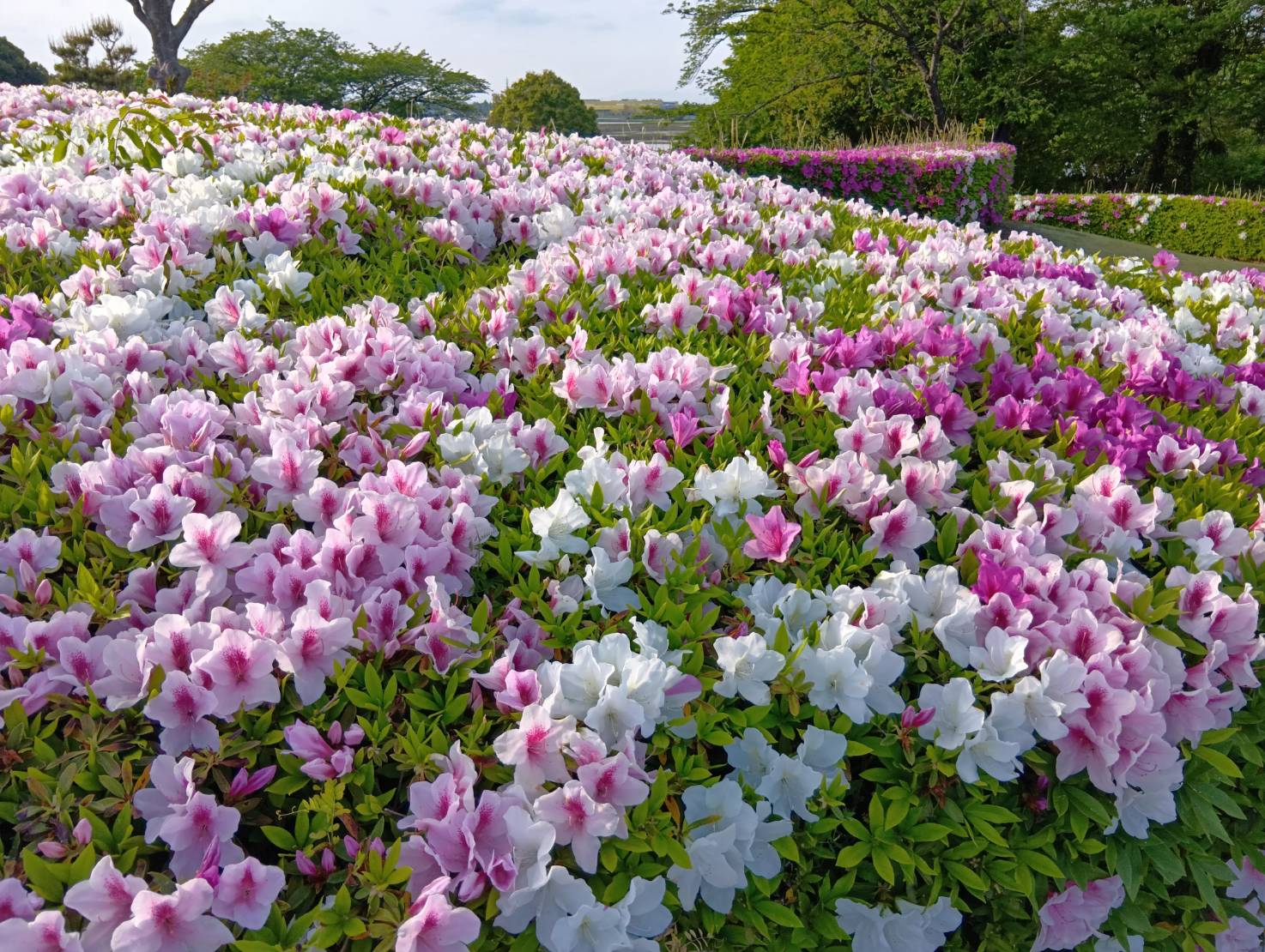 ツツジが見ごろを迎えた宮山ふるさとふれあい公園＝筑西市宮山