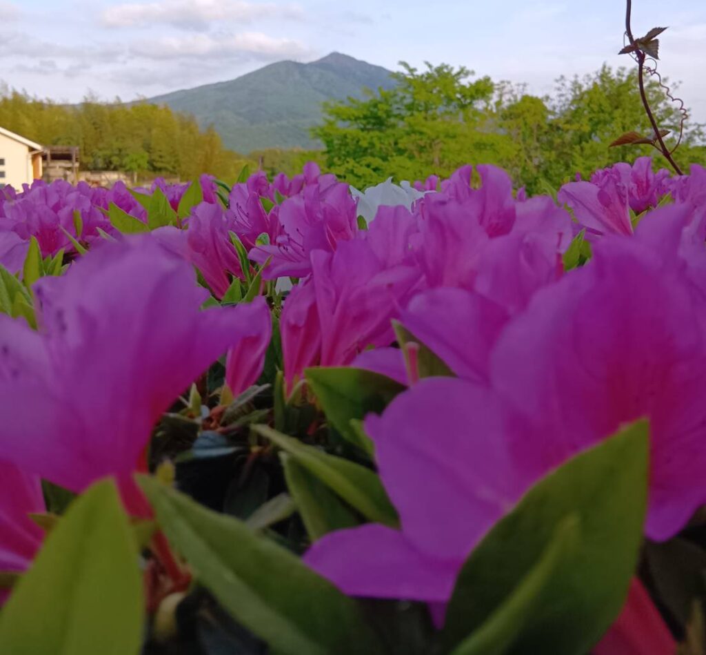 筑波山とツツジの景色もこの季節ならでは＝筑西市宮山