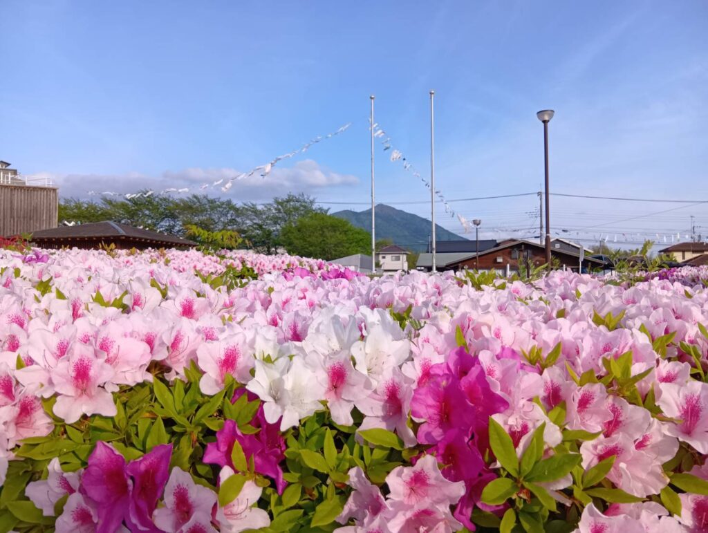 赤やピンクのグラデーションが美しいツツジ＝筑西市宮山